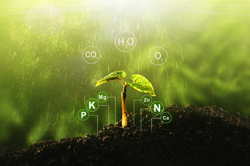 How To Reduce Nitrogen In Potted Plants