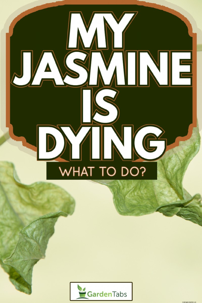 My Jasmine Is Dying – What To Do?