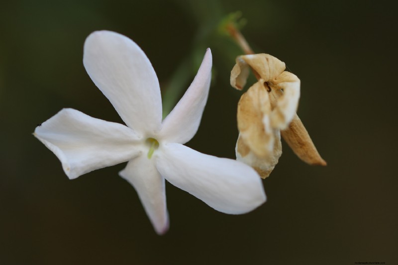 My Jasmine Is Dying – What To Do?