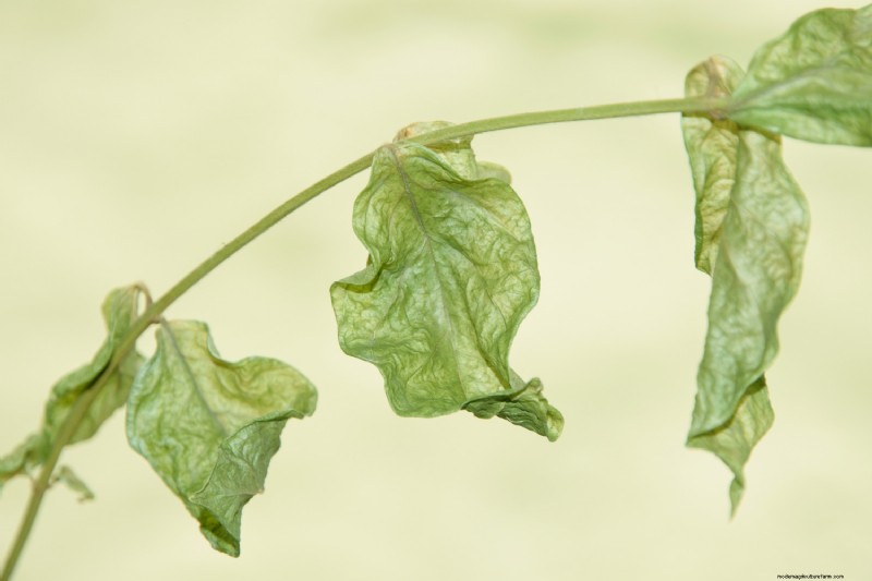 My Jasmine Is Dying – What To Do?