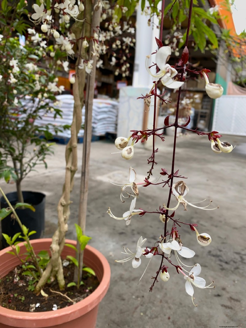 My Jasmine Is Dying – What To Do?