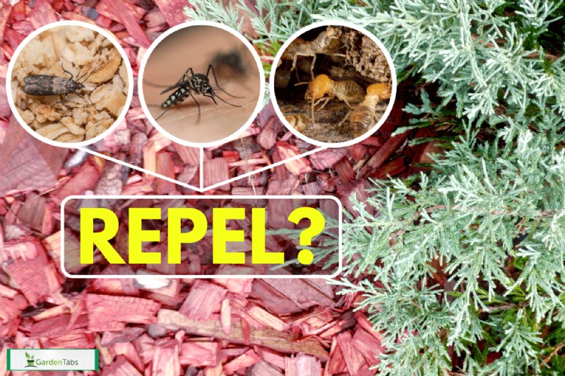 Does Cedar Mulch Repel Bugs? How Effective Is It?