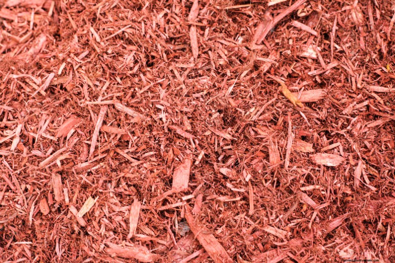 Does Cedar Mulch Repel Bugs? How Effective Is It?