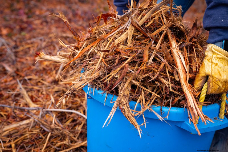 Does Cedar Mulch Repel Bugs? How Effective Is It?