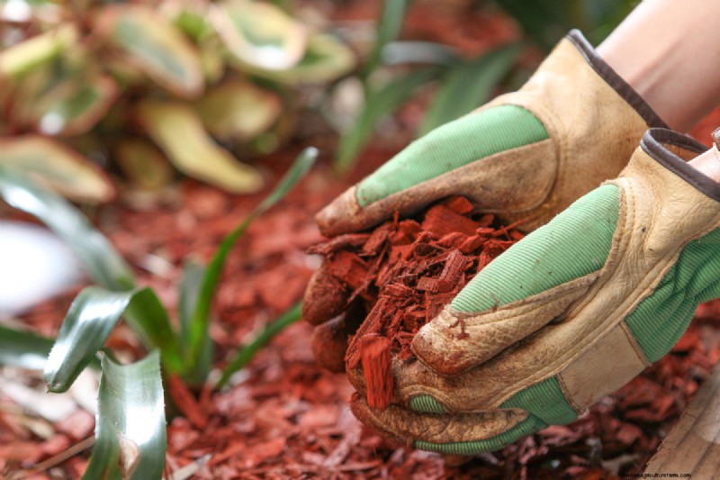 Does Cedar Mulch Repel Bugs? How Effective Is It?