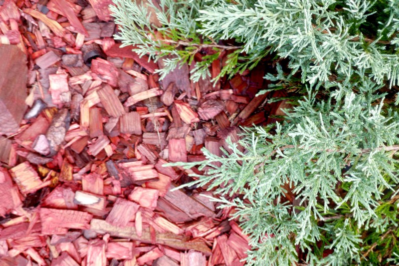 Does Cedar Mulch Repel Bugs? How Effective Is It?