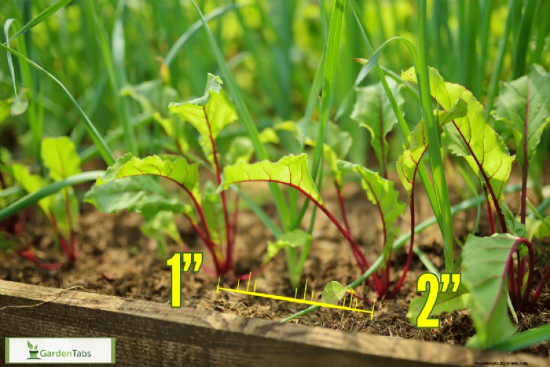 How Far Apart To Plant Beets?