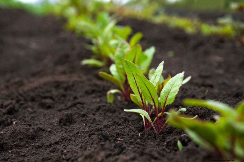 How Far Apart To Plant Beets?