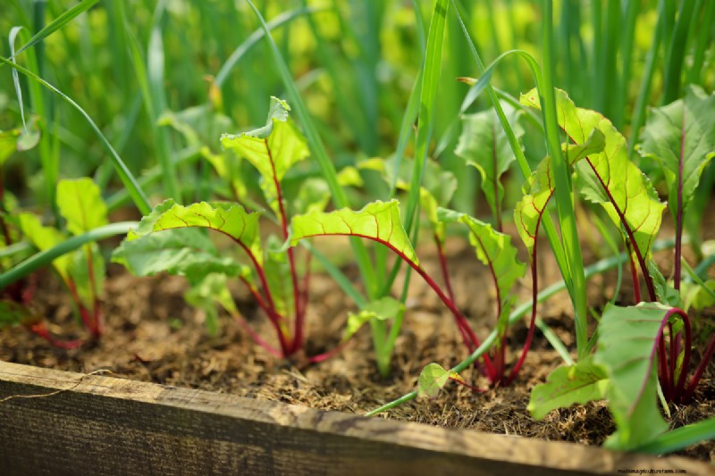 How Far Apart To Plant Beets?