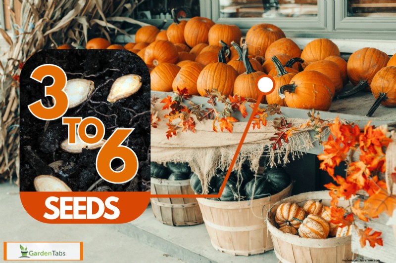 How Many Squash Seeds Per Hole?