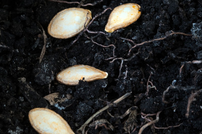 How Many Squash Seeds Per Hole?