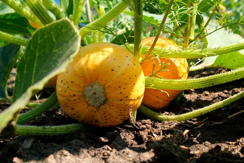 How Many Squash Seeds Per Hole?