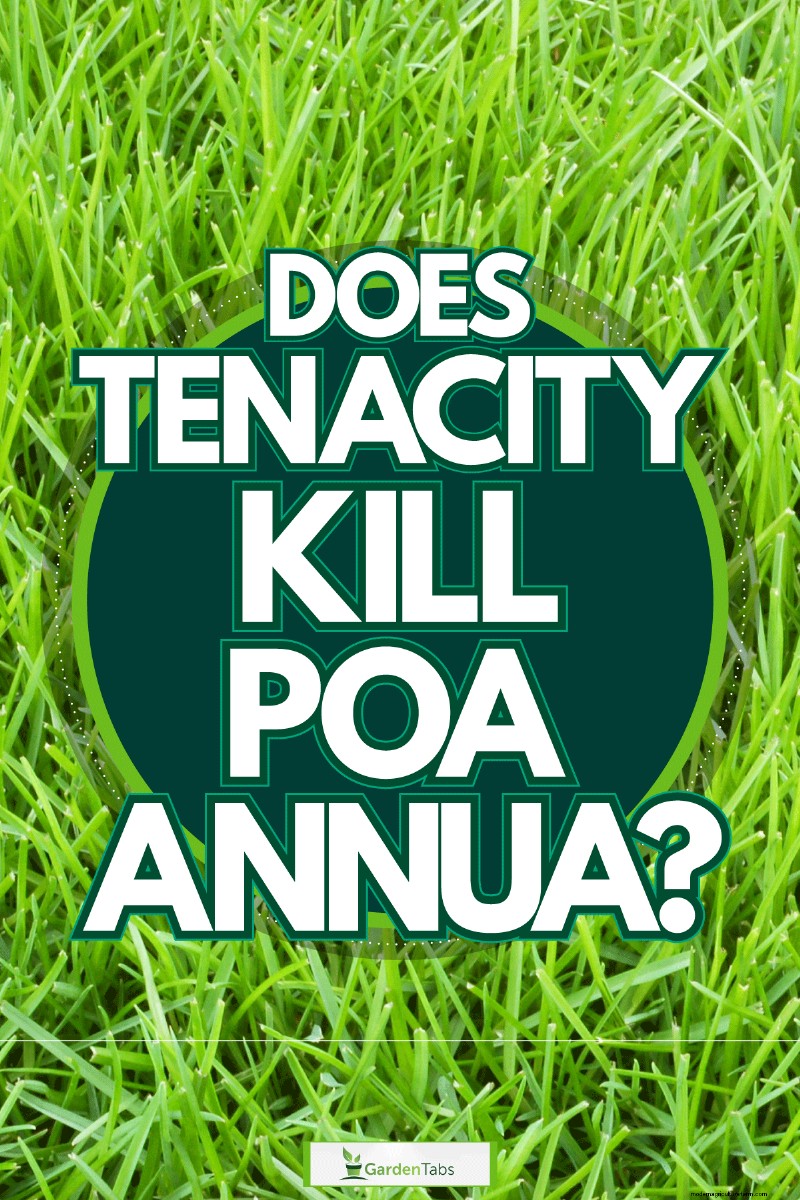 Does Tenacity Kill Poa Annua?