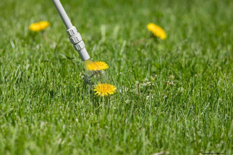 Does Tenacity Kill Poa Annua?