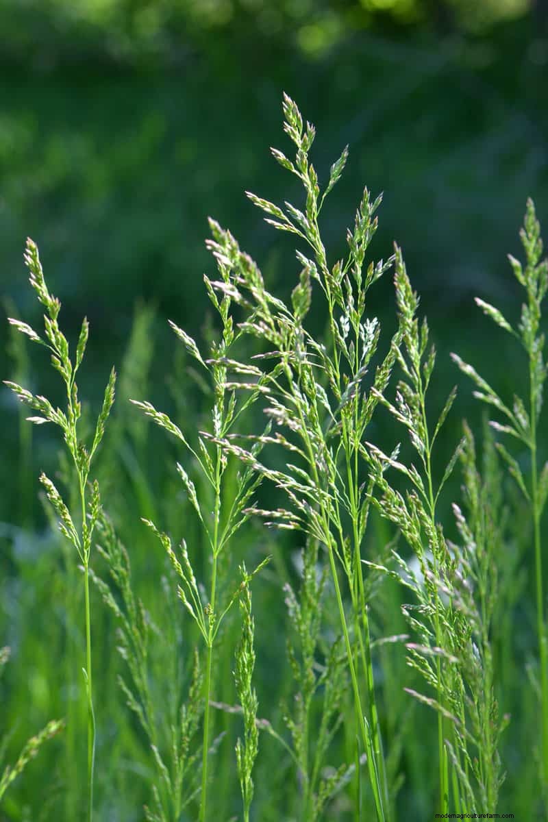Does Tenacity Kill Poa Annua?