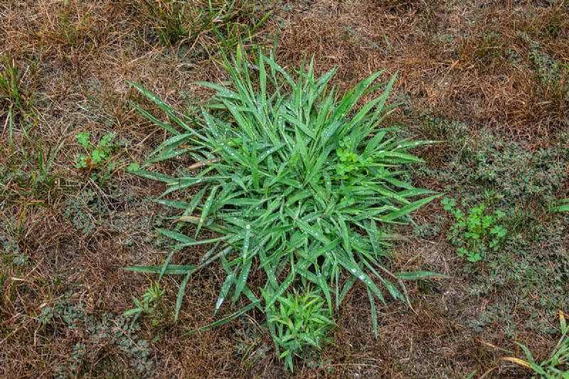 Does Tenacity Kill Poa Annua?