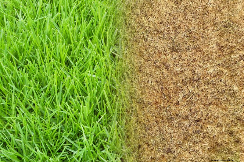 Does Tenacity Kill Poa Annua?