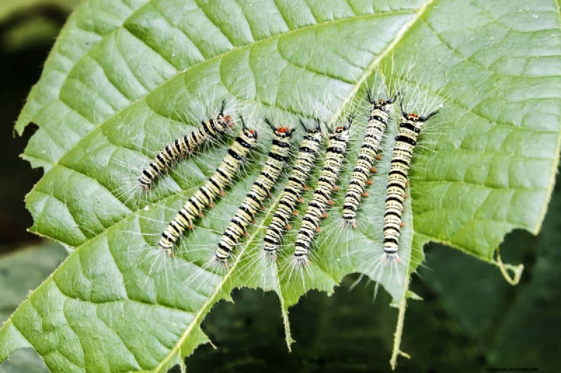 How To Get Rid Of Caterpillars Without Killing Them
