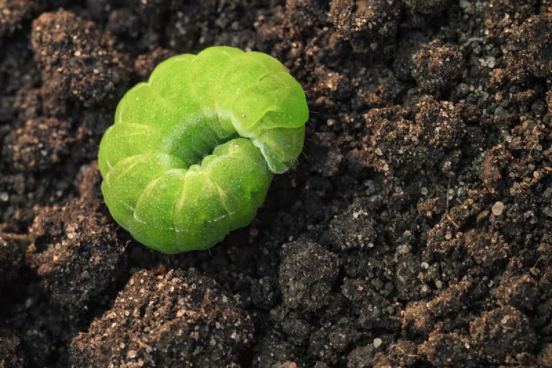 How To Get Rid Of Caterpillars Without Killing Them