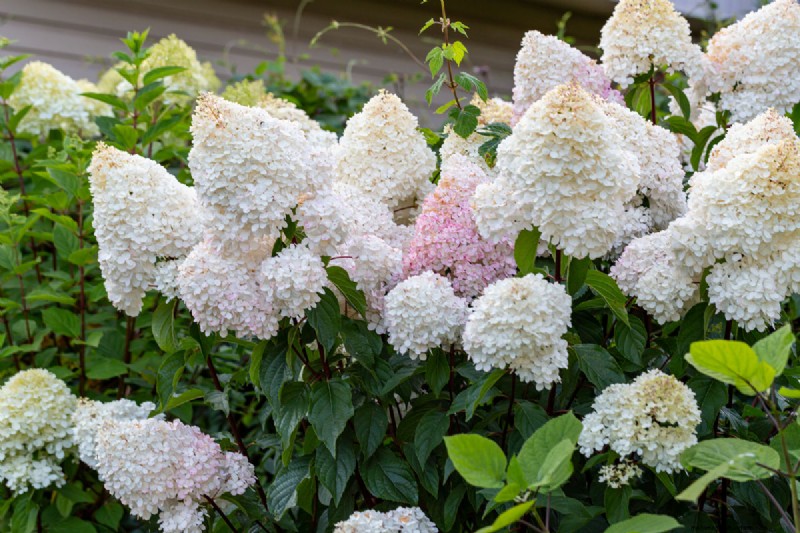 How Long For Hydrangea To Bloom?