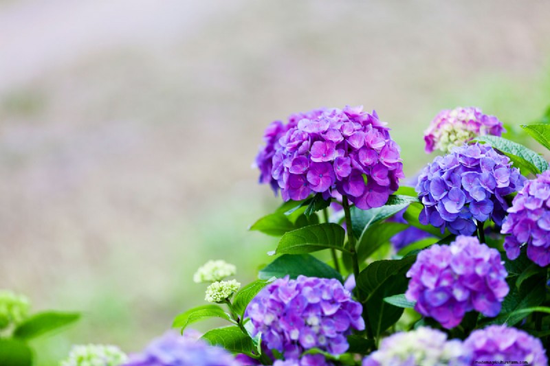 How Long For Hydrangea To Bloom?