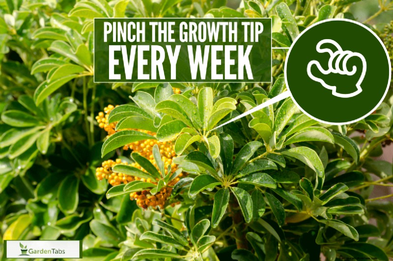 How To Get Schefflera To Branch