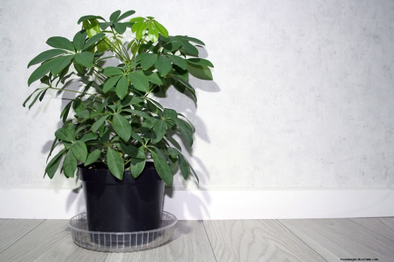 How To Get Schefflera To Branch