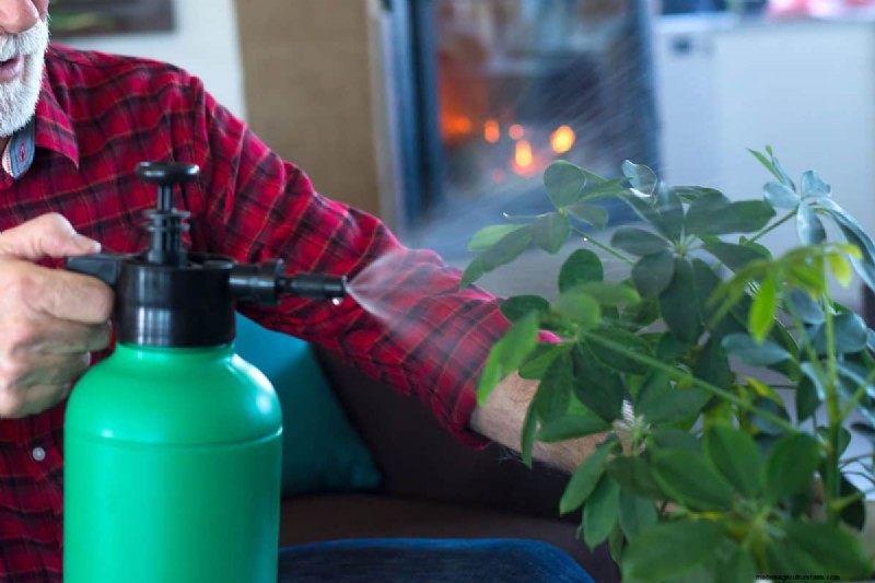 How To Get Schefflera To Branch