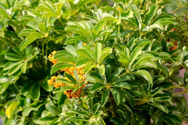 How To Get Schefflera To Branch