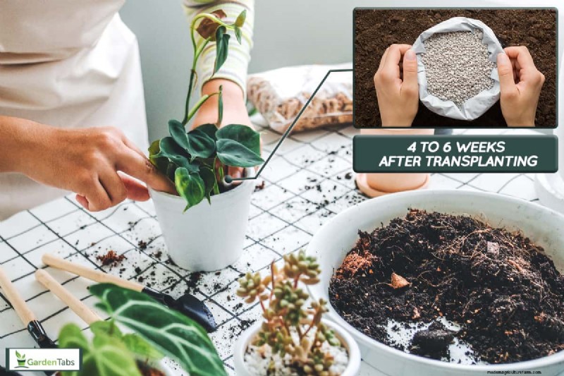 When To Apply Fertilizer After Transplanting