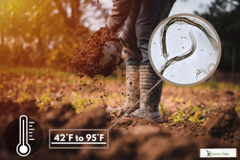 When To Apply Beneficial Nematodes