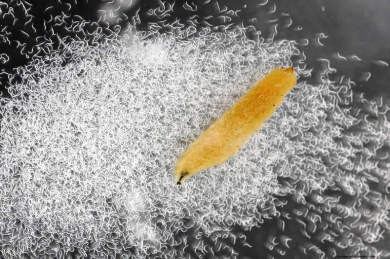 When To Apply Beneficial Nematodes