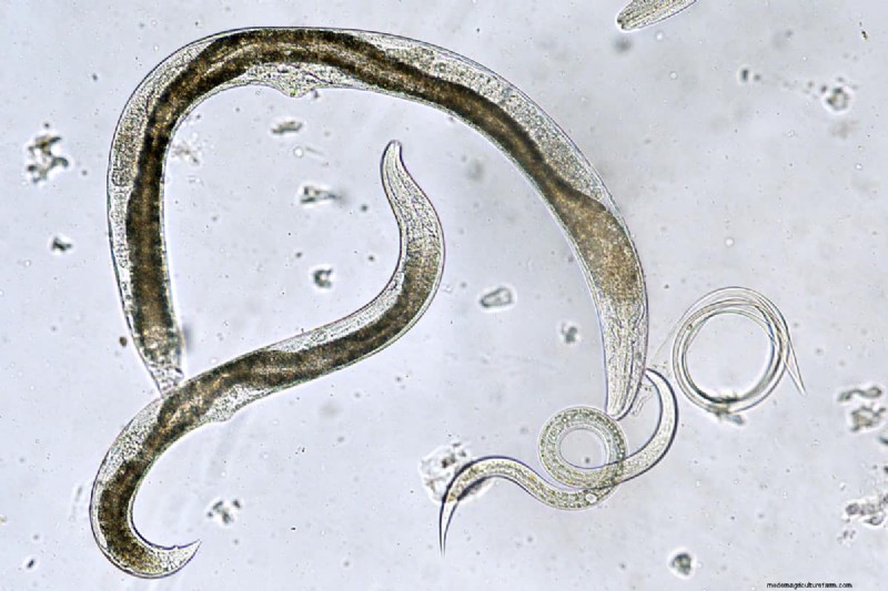 When To Apply Beneficial Nematodes