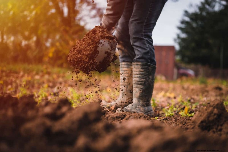 When To Apply Beneficial Nematodes