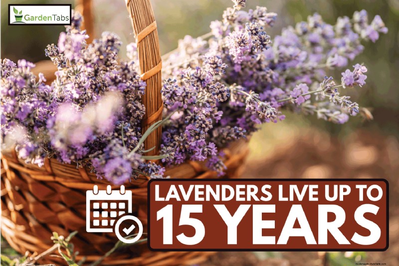 How Long Do Lavender Plants Last?