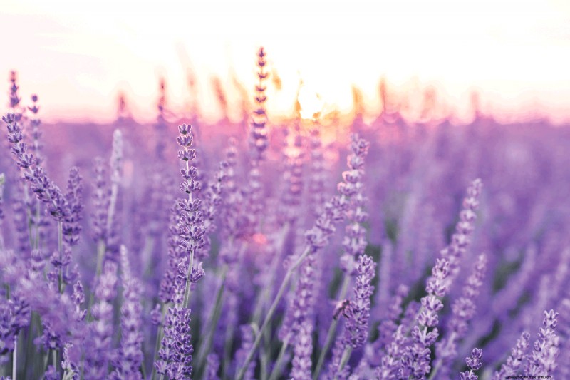 How Long Do Lavender Plants Last?