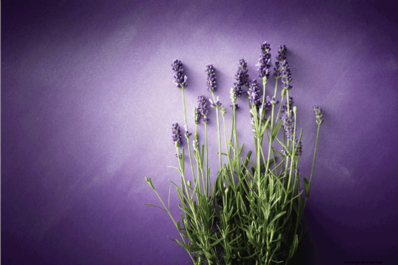 How Long Do Lavender Plants Last?