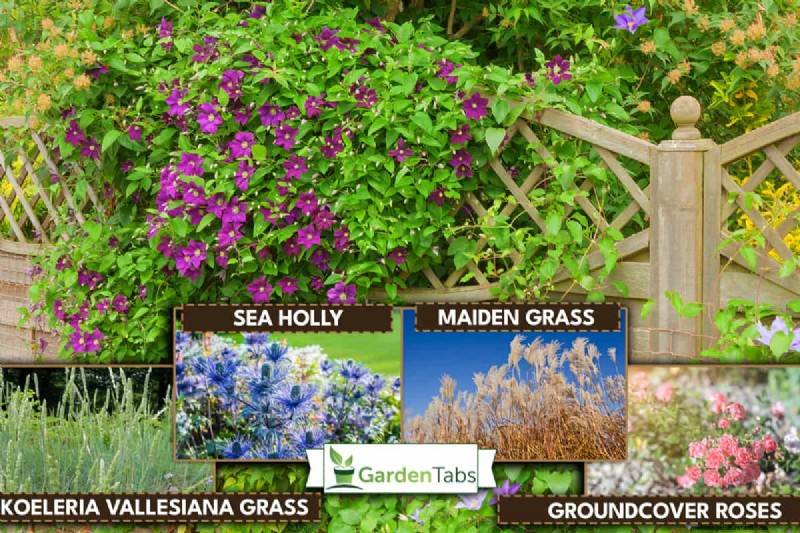 What To Plant Under My Clematis? X Ideas To Consider