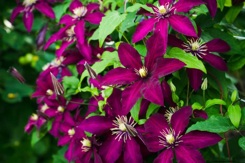 What To Plant Under My Clematis? X Ideas To Consider