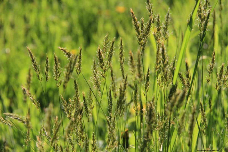 What To Plant Under My Clematis? X Ideas To Consider