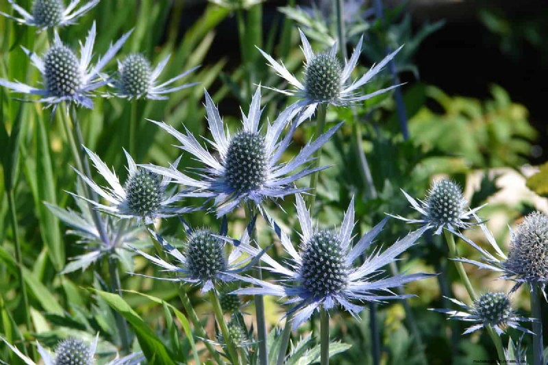 What To Plant Under My Clematis? X Ideas To Consider