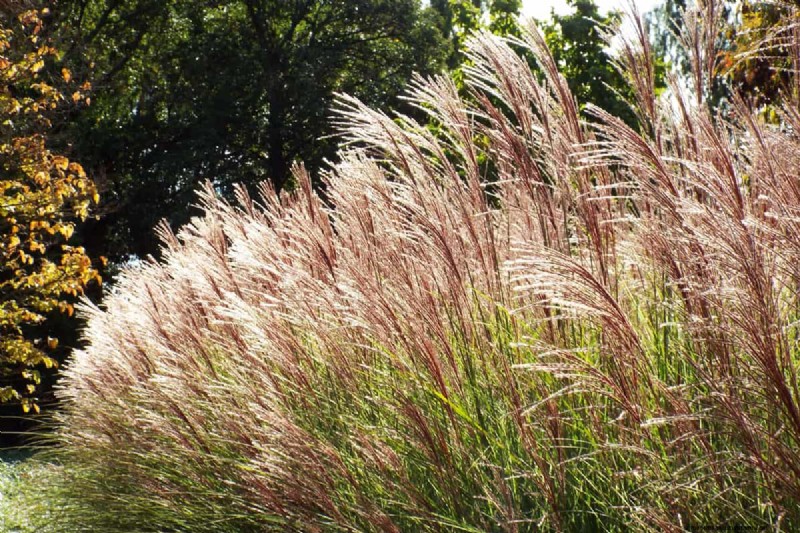 What To Plant Under My Clematis? X Ideas To Consider
