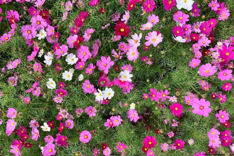 What To Plant Under My Clematis? X Ideas To Consider