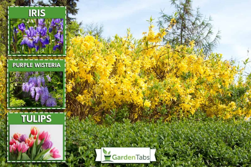 What To Plant Under A Forsythia