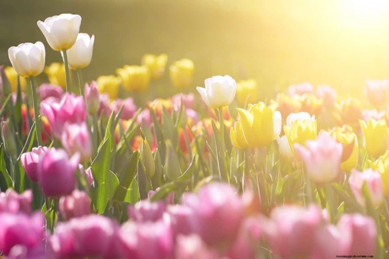 What To Plant Under A Forsythia