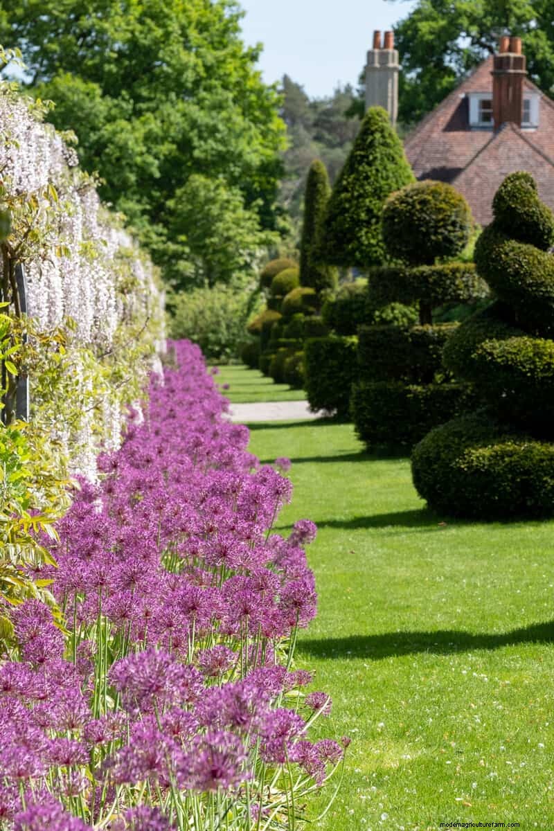 What To Plant Under A Forsythia