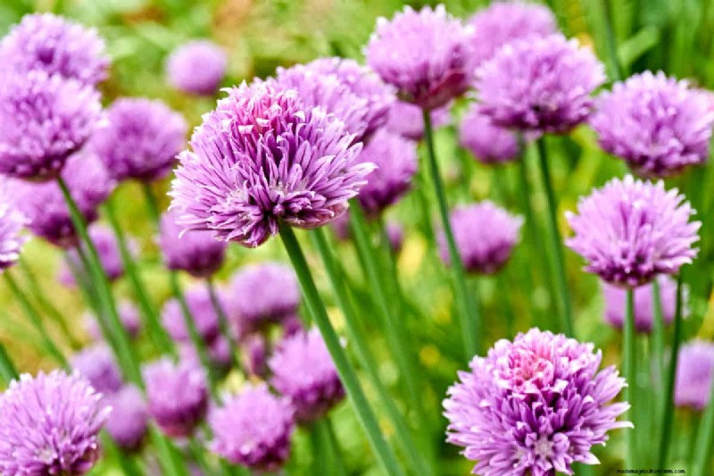 What To Plant Under A Forsythia