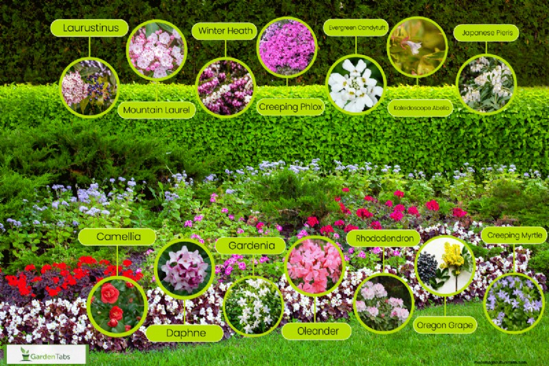 15 Evergreen Flowering Shrubs