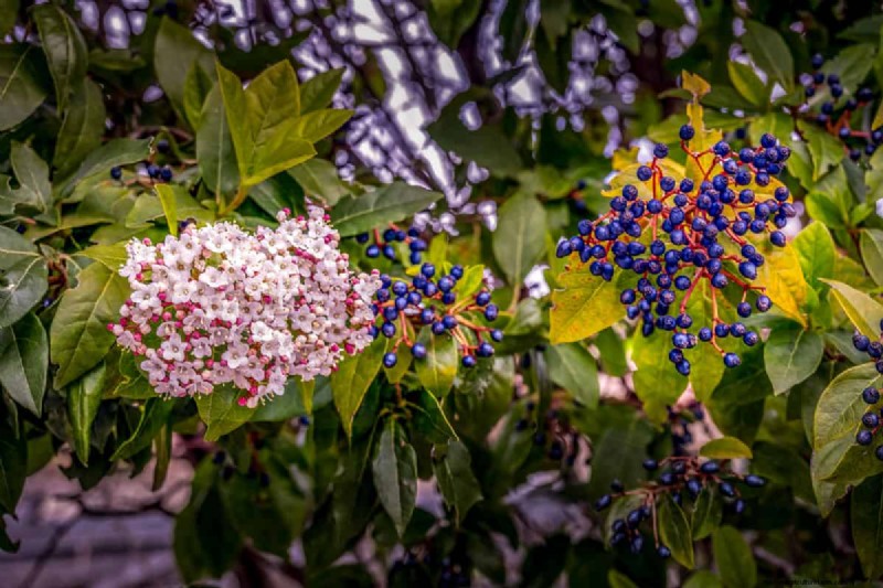 15 Evergreen Flowering Shrubs