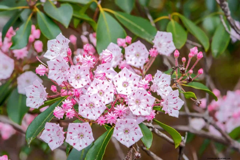 15 Evergreen Flowering Shrubs